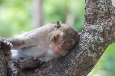 Ormandaki şirin maymunlar
