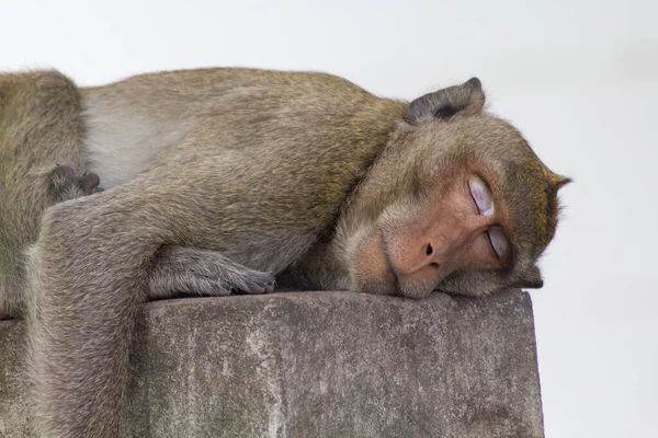 Monyet Lucu Hutan — Stok Foto
