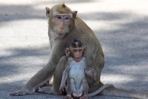 Monos Lindos Bosque — Foto de Stock