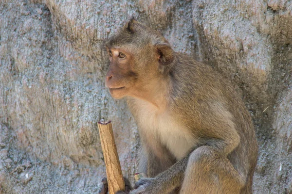 Macacos Bonitos Floresta — Fotografia de Stock