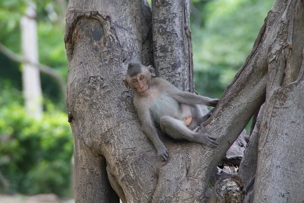 Cute Monkeys Forest — Stock Photo, Image