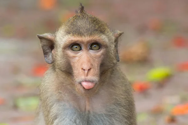 Monos Lindos Bosque —  Fotos de Stock