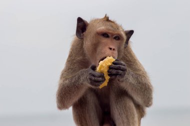 Ormandaki şirin maymunlar