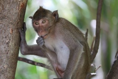 Ormandaki şirin maymunlar