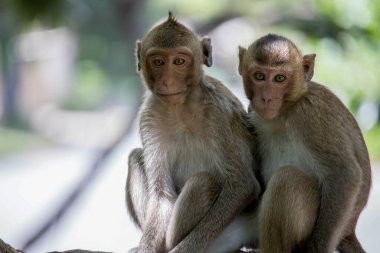 Ormandaki şirin maymunlar