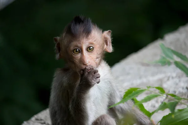 Χαριτωμένες Μαϊμούδες Στο Δάσος — Φωτογραφία Αρχείου