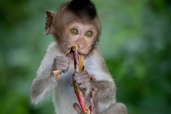 Macacos Bonitos Floresta — Fotografia de Stock