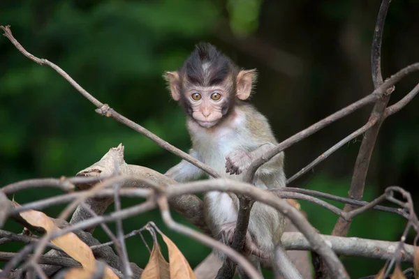 Monos Lindos Bosque —  Fotos de Stock