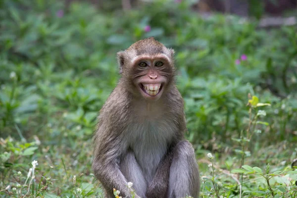 Monos Lindos Bosque — Foto de Stock