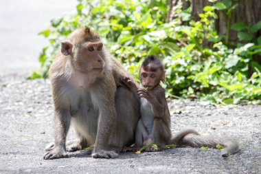 Ormandaki şirin maymunlar