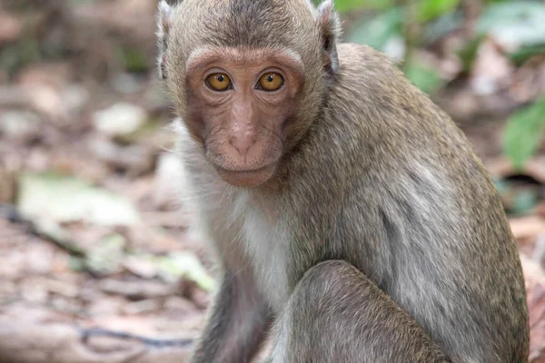 Słodkie Małpy Lesie — Zdjęcie stockowe