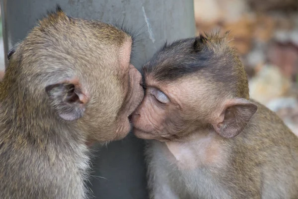 Monos Lindos Bosque — Foto de Stock