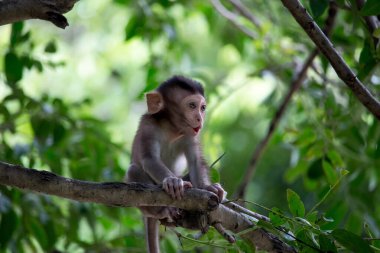 Ormandaki şirin maymunlar