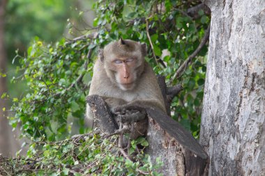 Ormandaki şirin maymunlar