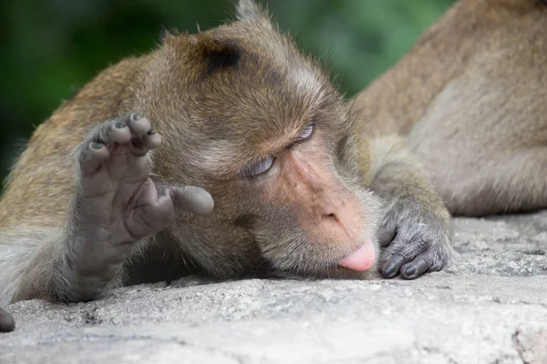 Monyet Lucu Hutan — Stok Foto