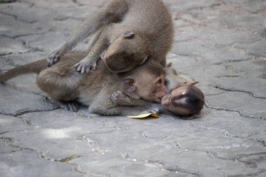 Ormandaki şirin maymunlar