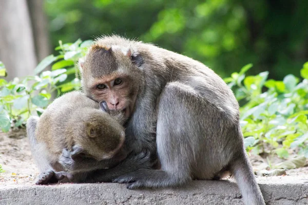 Monyet Lucu Hutan — Stok Foto