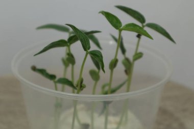 Growing green plants using small plastic bowl