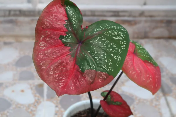 Red Caladium Plants White Flowerpot —  Fotos de Stock