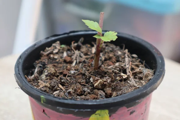 Plant Growth Process Small Diy Black Flowerpot —  Fotos de Stock