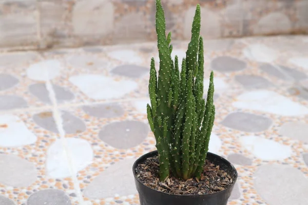 Green Small Cactus Black Flowerpot Nice Stone Floor Textures — Stockfoto