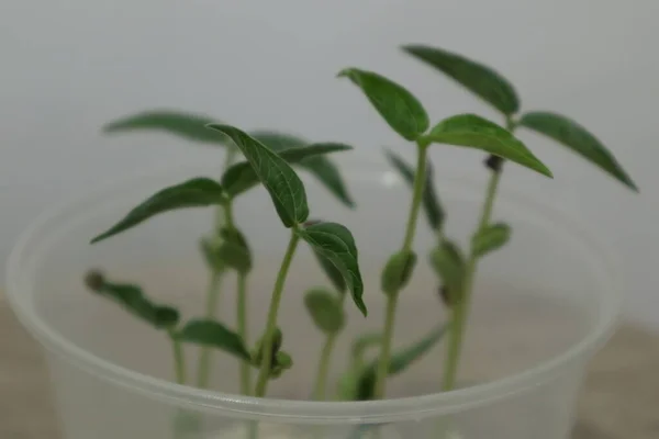 Growing Green Plants Using Small Plastic Bowl — Stock Photo, Image