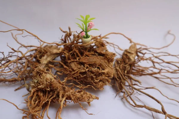 Small Artificial Decor Plant Dried Roots —  Fotos de Stock