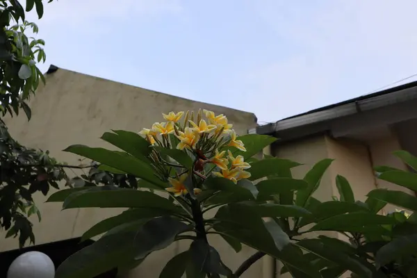 Lindas Flores Frescas Com Pétalas Amarelas Jardim Casa — Fotografia de Stock