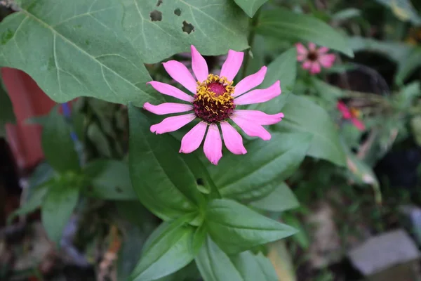 Beautiful Pink Flower Green Leaves Backgroundkeywords Lan — Stock Photo, Image