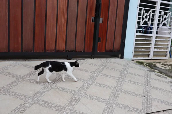 フェンスに沿って歩いて黒と白の猫 — ストック写真