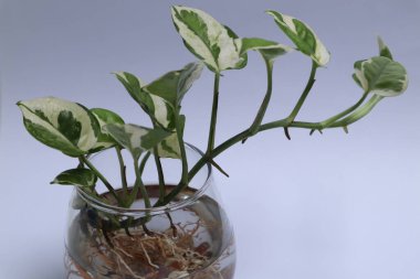 Epipremnum Aureum in a glass jar isolated on white