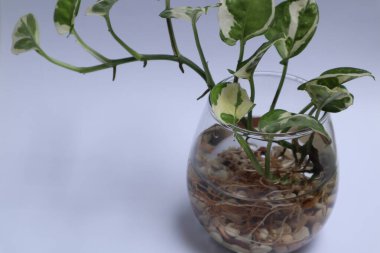 Epipremnum Aureum in a glass jar isolated on white