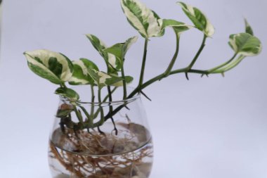 Epipremnum Aureum in a glass jar isolated on white