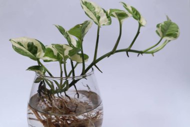 Epipremnum Aureum in a glass jar isolated on white