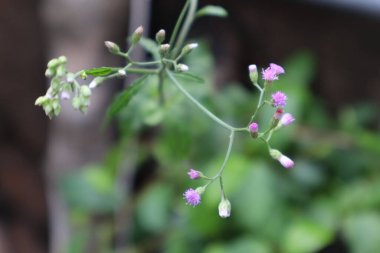 Ev bahçesinde taze çiçekler açıyor.