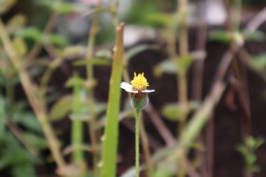 Ev bahçesinde küçük sarı bir çiçek