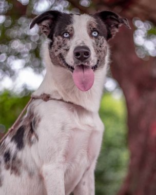 Mavi gözlü köpek. 