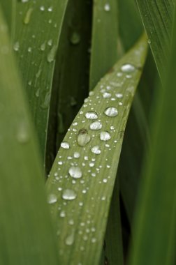 Yaprakların üzerine Çiy damlaları