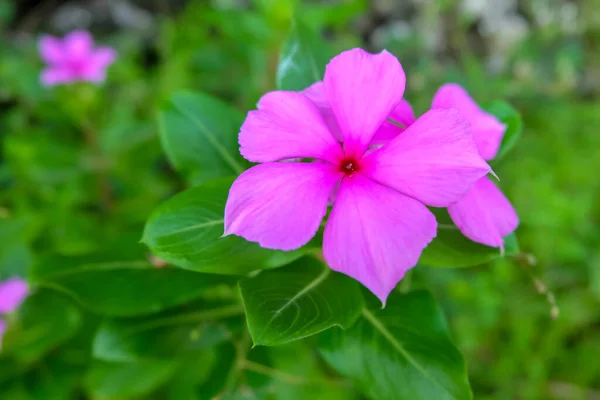 緑色の葉の背景がぼやけた紫色の花 インドネシア語で ペリウィングクル花 または タパックダラ と呼ばれる — ストック写真