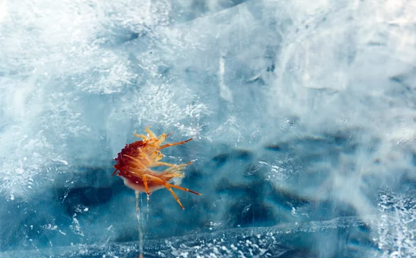 얼음에서 냉동된 새우. — 스톡 사진