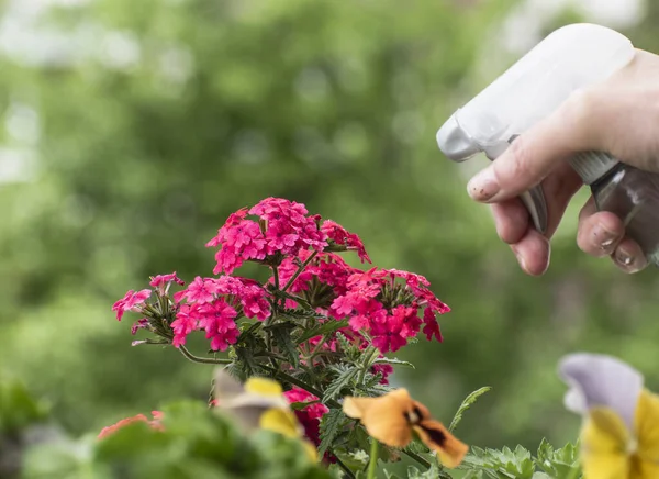 watering flowers on the balcony with a sprinkler