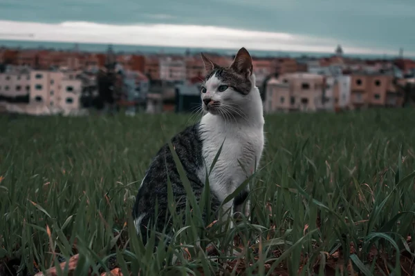 Gato Callejero Naturaleza Verde — Foto de Stock