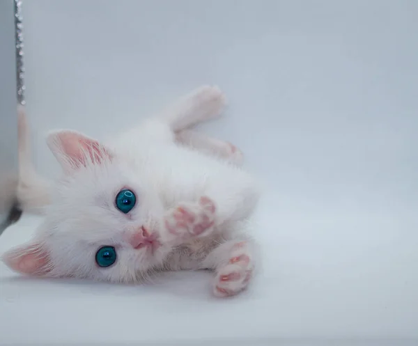 白い背景に青い目の白い子猫 — ストック写真