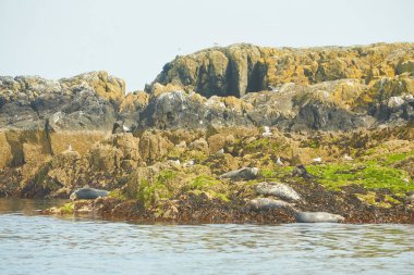 Kayalık sahilde komik tembel fok sürüsü..