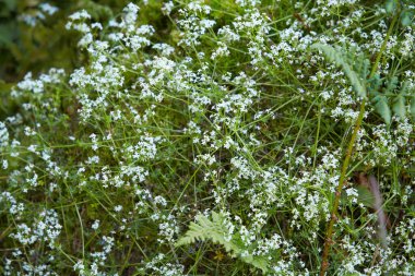 Wild small white flowers in green grass. Stitchwort, Lesser - (Stellaria gramineae). White wood flowers. Stellaria graminea is a species of flowering plant in the family Caryophyllaceae.