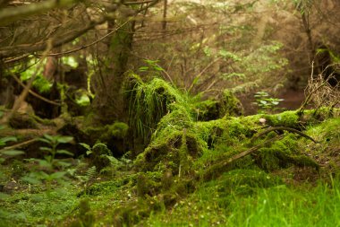 Yosunlu ağaçlar. Ağaç gövdesi yosunlu. Ağaç gövdesi yeşil yosun. Yosun dolu ağaç gövdesi yerde