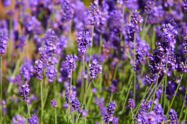 Blooming japanese lavender flowers close-up in the green summer garden.