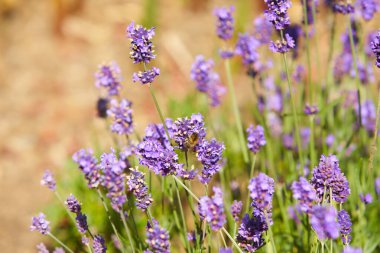Blooming japanese lavender flowers close-up in the green summer garden.