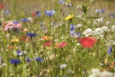 Wildflower meadow in the Summer sunshine with Cornflowers, Poppies, Cow Parsley, red flax flower and grasses.
