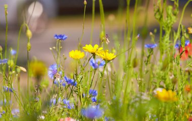 Bahçede mavi çiçekler var. Çiçek tarlasında bir çiçek. Yaz Mavisi kır çiçeği. Çiçekler..